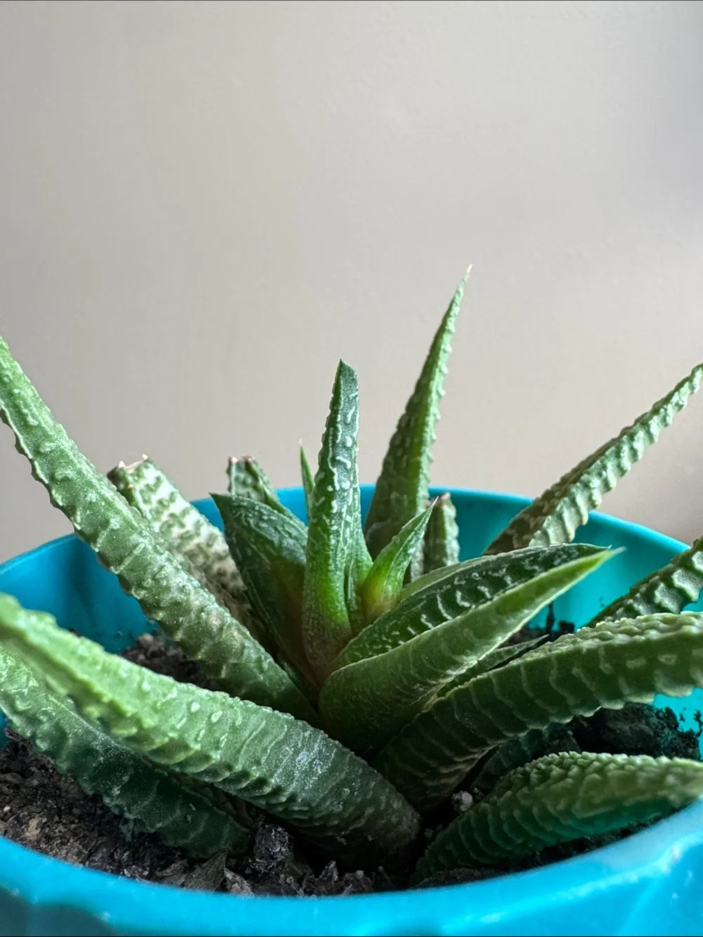 Haworthiopsis limifolia Aka Fairy Washboard